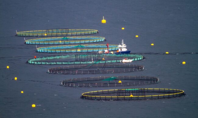 Fish farms in the ocean.